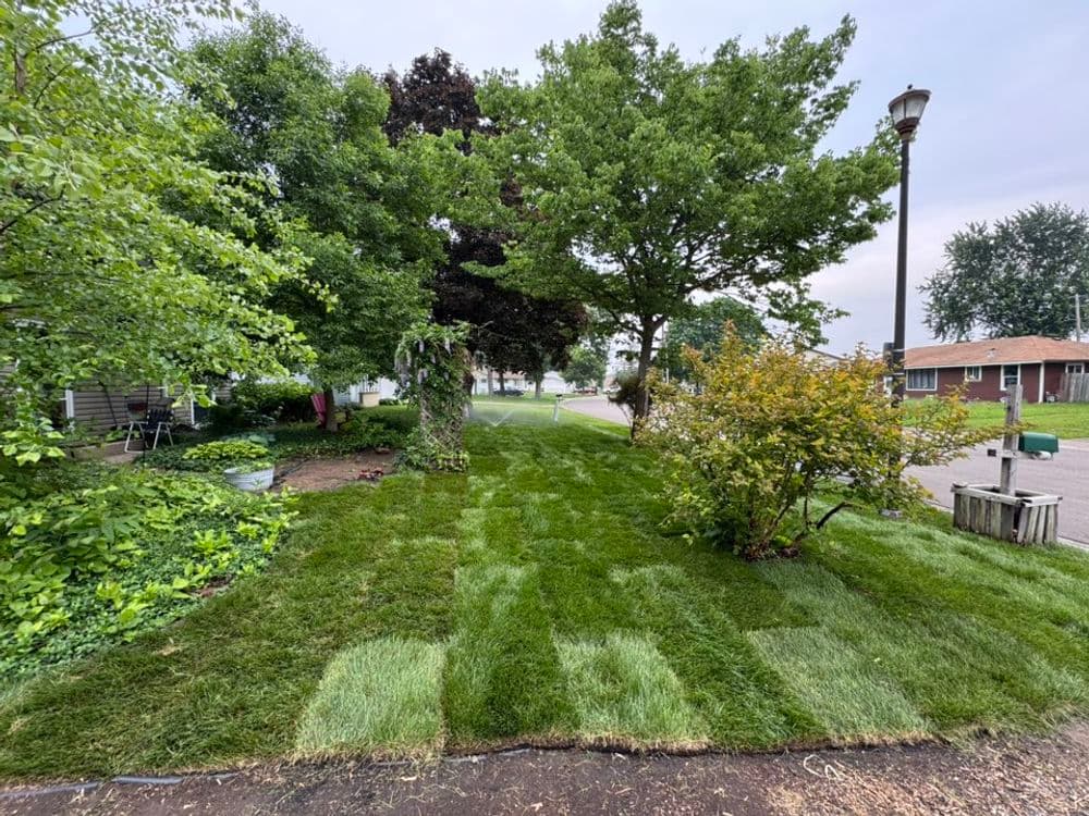 Gallery photos for Fresh Sod Installation Transforms Lawn in Richfield MN: Image #2